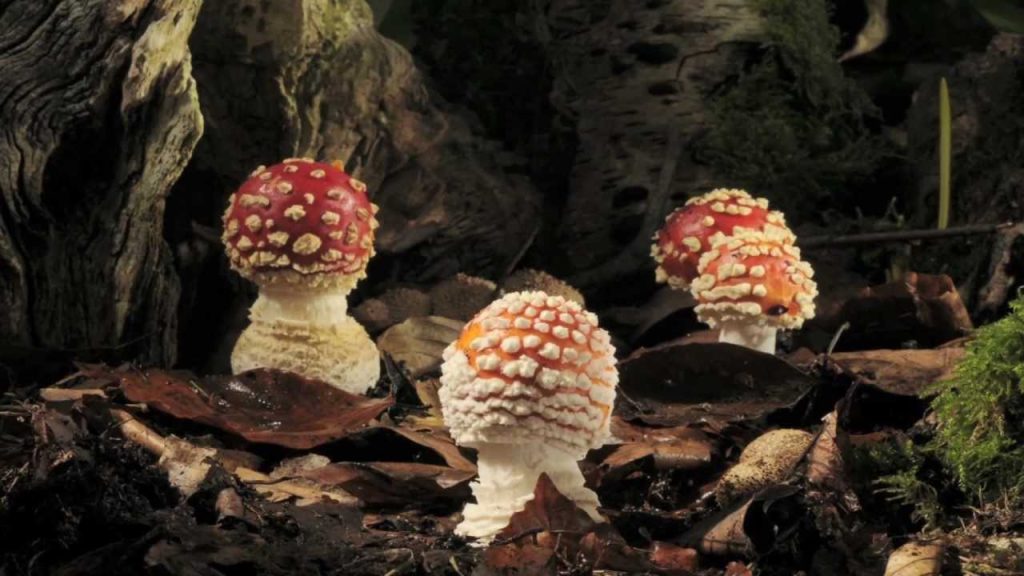 Experience the Magic of Amanita Mushrooms